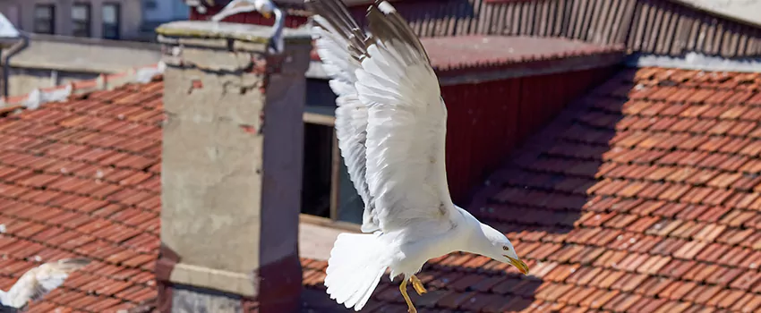 Residential Chimney Animal Removal Solution in Walnut Park, CA